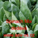 Špenát setý zelný Spinach Mix
