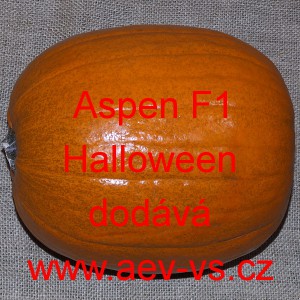 Tykev velkoplodá hybridní Aspen F1 Halloween