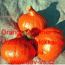 Tykev velkoplodá hybridní Orange Summer F1/Uchiki Kuri Hokkaido