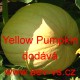 Tykev velkoplodá Yellow Pumpkin