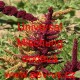 Laskavec Amaranthus Universal Mischung