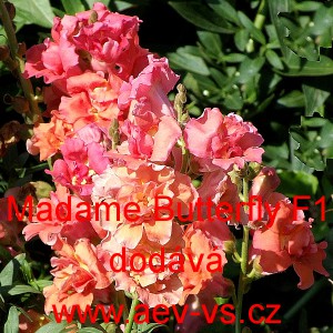 Hledík větší Madame Butterfly F1 Mix