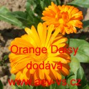 Měsíček lékařský Orange Daisy