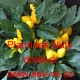 Paprika roční nádherná Plamínek žlutý