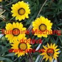 Úborovka zářivá, gazánie Sunshine Mischung