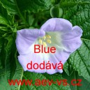 Lilík mochyňovitý, peruánské jablko Blue