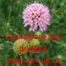 Hlaváč černopurpurový, tmavonachový, černonachový Grandiflora Mix