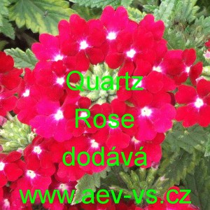 Sporýš zahradní, zkřížený Quartz Rose