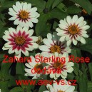 Ostálka marylandská Zahara Starling Rose