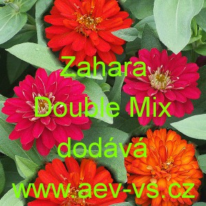 Ostálka marylandská Zahara Double Mix