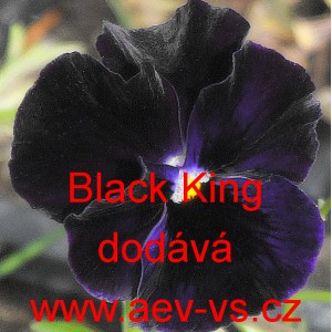 Maceška zahradní Black King