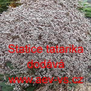 Suchobýl tatarský, Statice tatarika Bílá