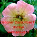 Petúnie velkokvětá Debonair Dusta Rose F1