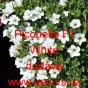 Petúnie drobnokvětá Picobella F1 White