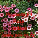 Petúnie drobnokvětá Picobella F1 Rose