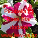 Petúnie drobnokvětá Picobella F1 Rose Star