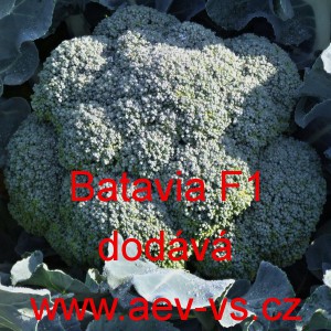 Brokolice hybridní Batavia F1