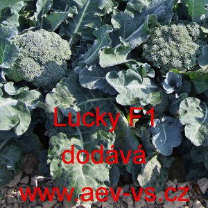 Brokolice hybridní Lucky F1