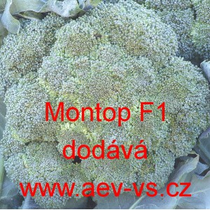 Brokolice hybridní Montop F1