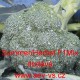 Brokolice hybridní Broccoli EU Summer/Herbst F1 Mischung