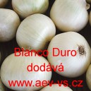 Cibule jarní kuchyňská Blanco Duro