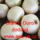 Cibule jarní kuchyňská Southport White Globe (Blanco Duro)