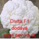 Květák hybridní Divita F1