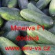 Okurka setá nakládačka hybridní Minerva F1