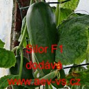 Okurka setá salátová hybridní "hadovka" do skleníku Silor F1