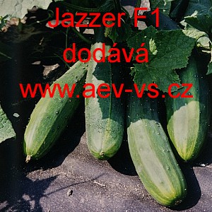 Okurka setá salátová hybridní partenokarpická Jazzer F1