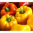 Paprika roční zeleninová hybridní EU F1 Yellow/Orange Mix