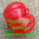 Paprika roční zeleninová hybridní Stanley F1