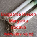 Pór zahradní Bulgaarse Riesen/Margarita