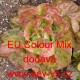 Salát hlávkový Colour EU Mix